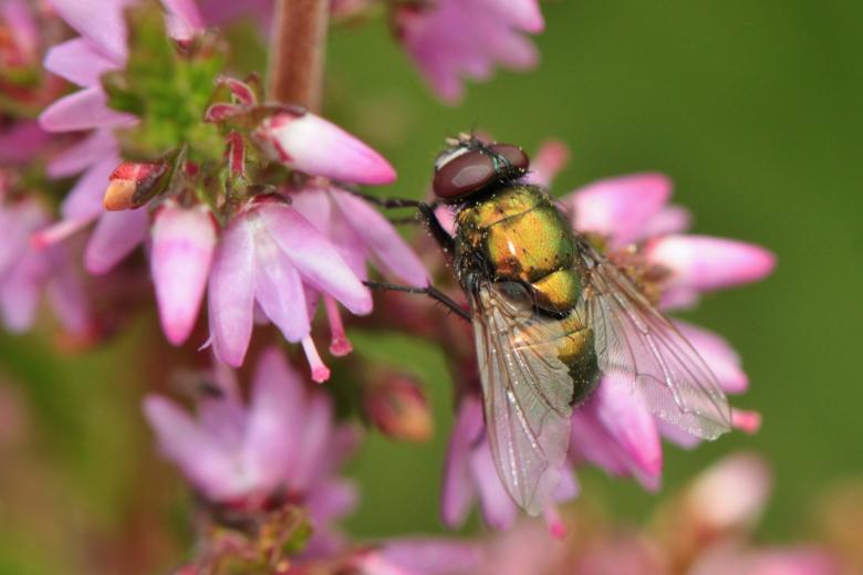 Free stock image of Fly on the Flower created by Pixabay