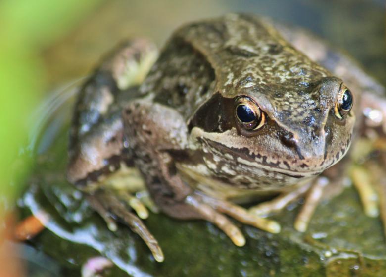 Free stock image of Frog created by Pixabay