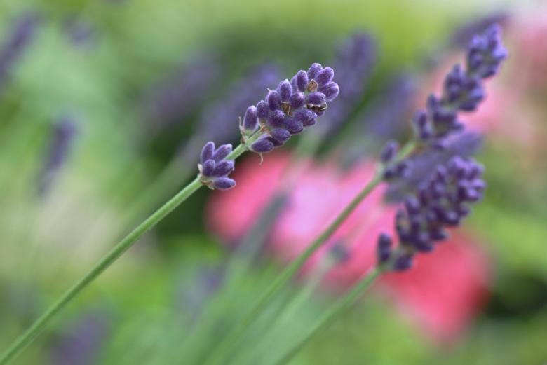 Free stock image of Lavender created by Pixabay