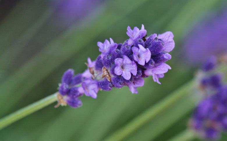 Free stock image of Lavender created by Pixabay