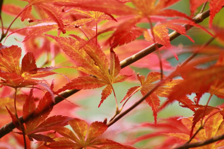 Free stock image of Red Leaves created by Pixabay