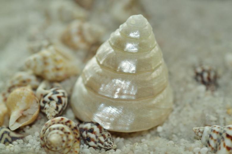 Free stock image of Pearl created by Pixabay