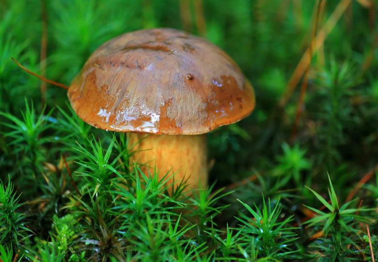 Free stock image of Mushroom created by Pixabay