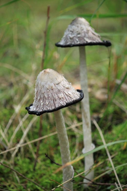 Free stock image of Mushroom created by Pixabay