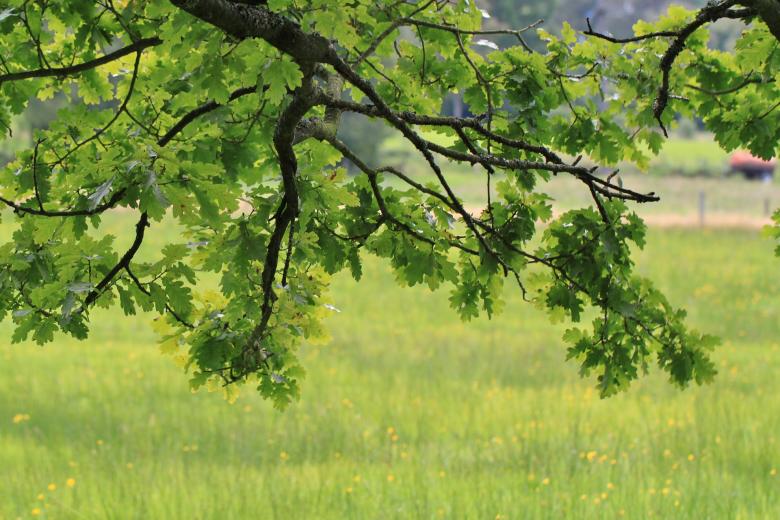 Free stock image of Oak created by Pixabay