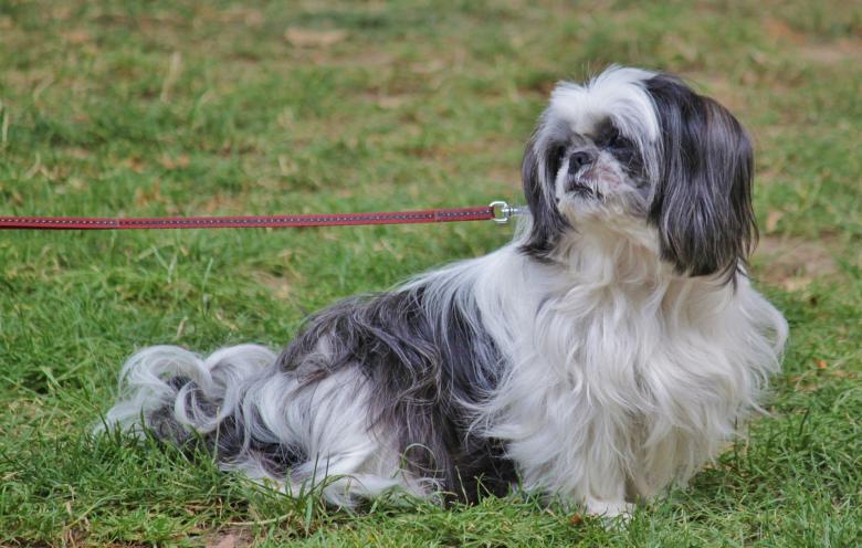 Free stock image of Pekinese created by Pixabay