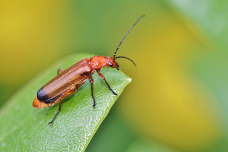 Free stock image of Bug created by Pixabay