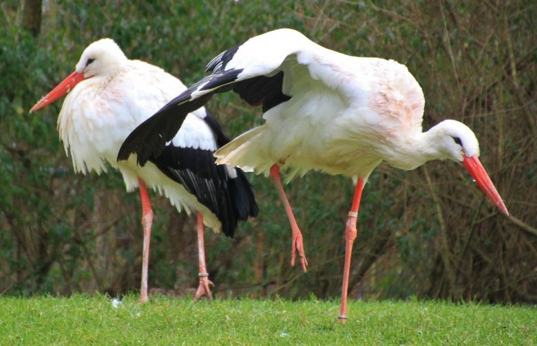Free stock image of Storks created by Pixabay