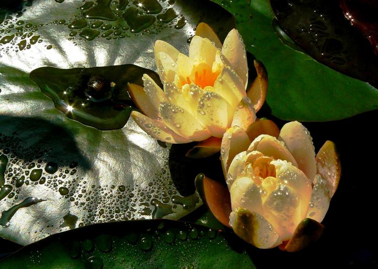 Free stock image of Water Lilies created by Pixabay