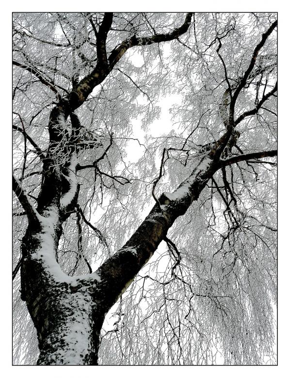 Free stock image of Winter Tree created by Pixabay