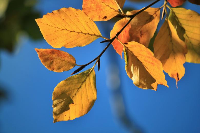 Free stock image of Tree created by Pixabay
