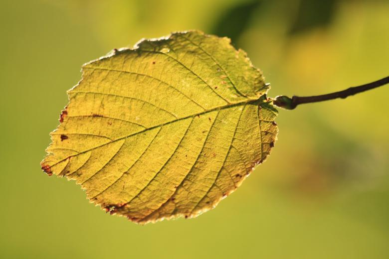 Free stock image of Leaf created by Pixabay