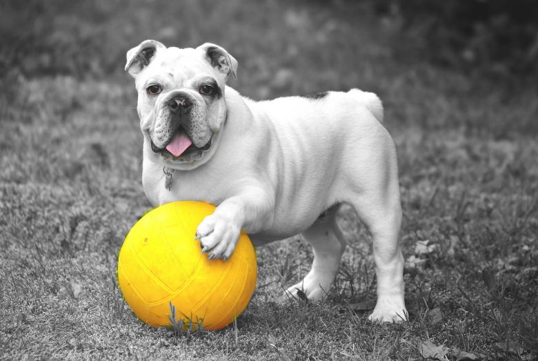 Free stock image of Dog created by Pixabay