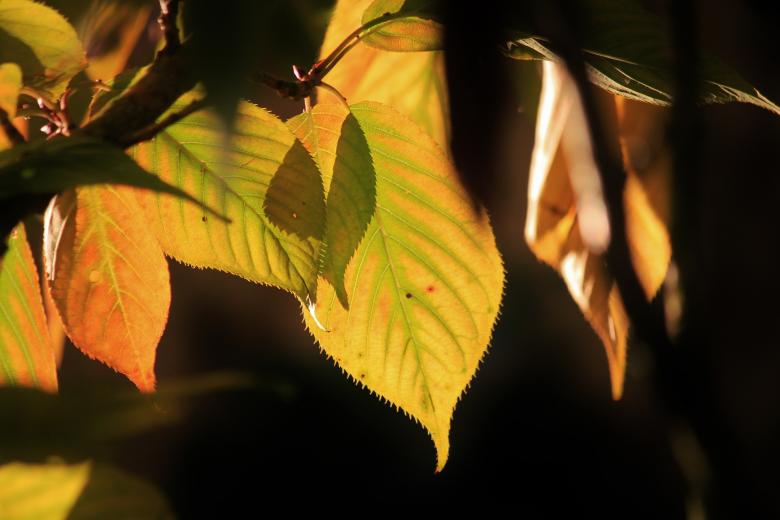 Free stock image of Nature created by Pixabay