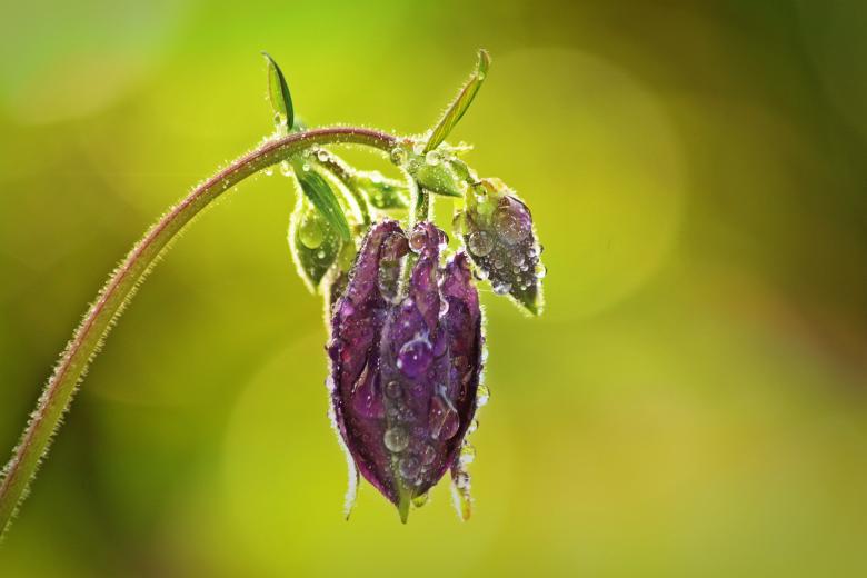 Free stock image of Garden created by Pixabay