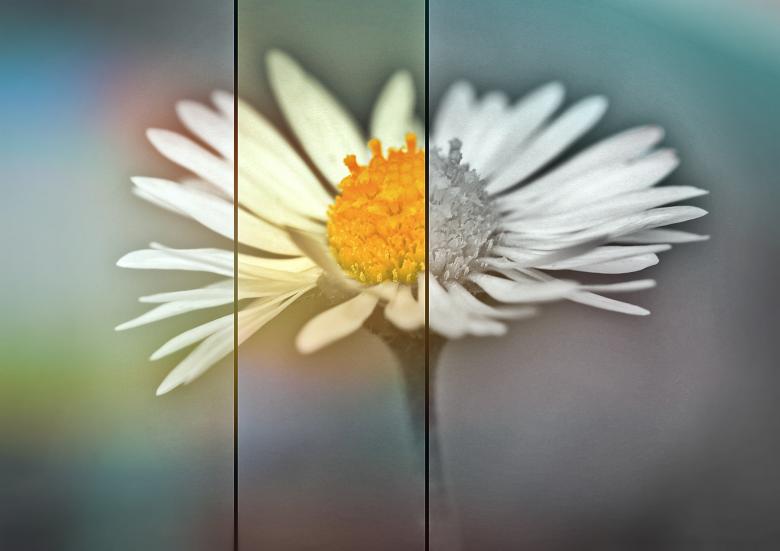 Free stock image of White Flower created by Pixabay