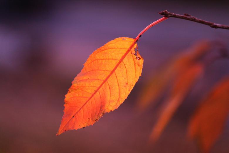 Free stock image of Leaf created by Pixabay