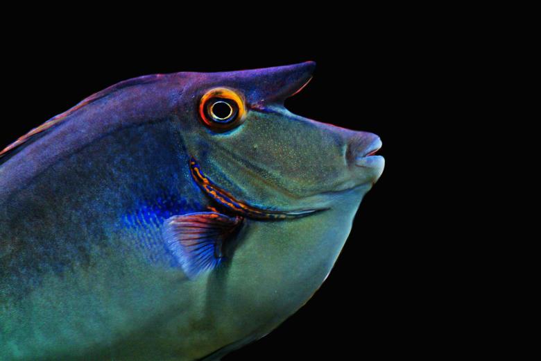 Free stock image of Fish created by Pixabay