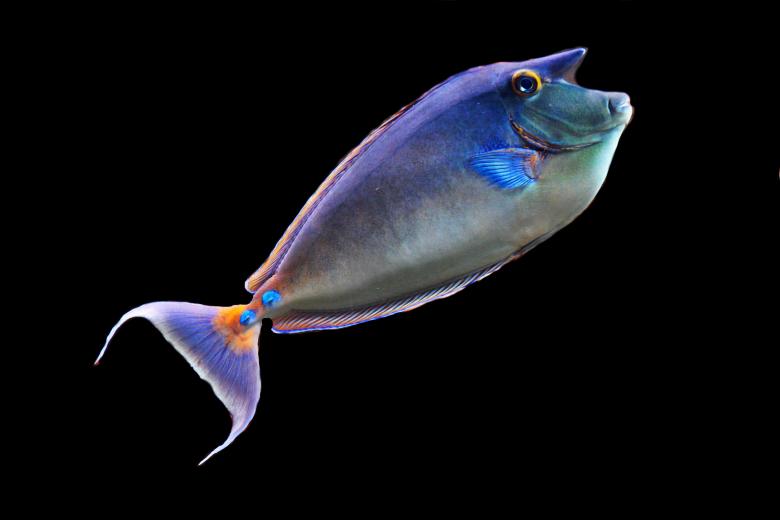 Free stock image of Fish created by Pixabay