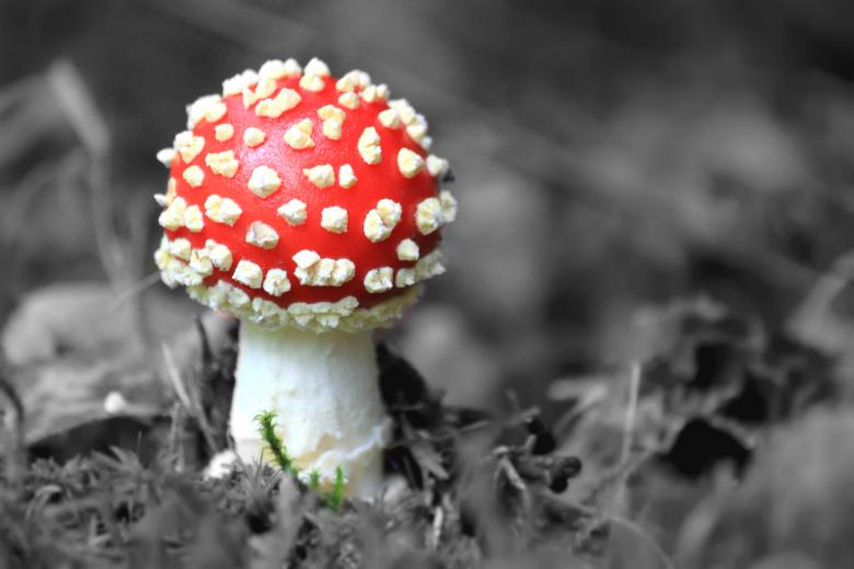 Free stock image of Mushroom created by Pixabay