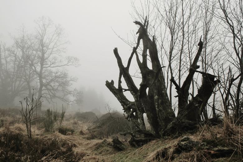 Free stock image of Fog created by Pixabay