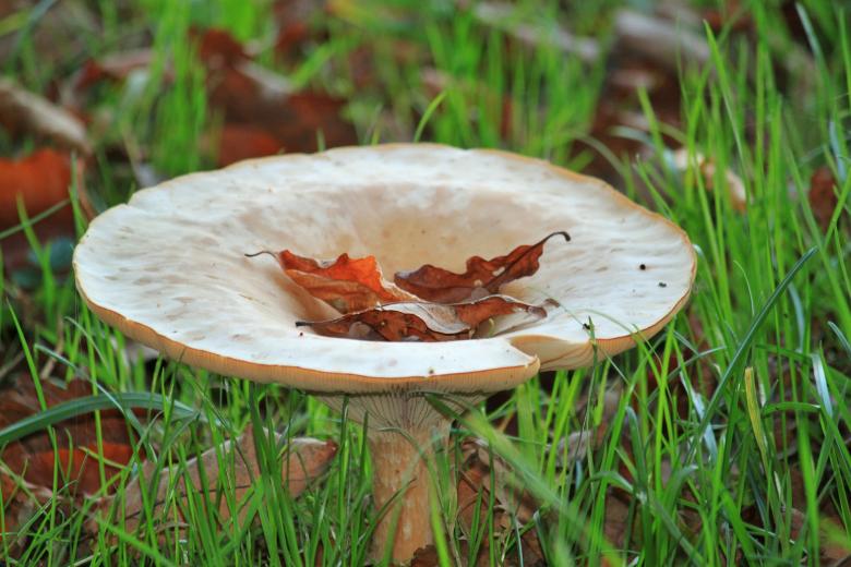 Free stock image of Mushroom created by Pixabay