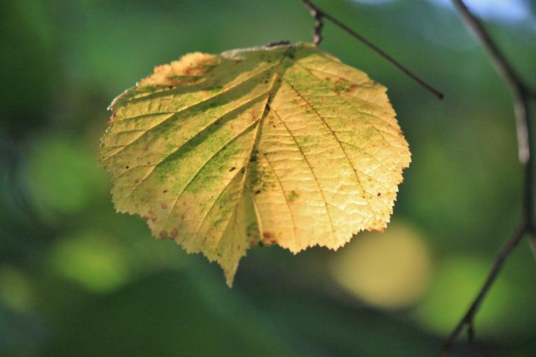 Free stock image of Leaf created by Pixabay