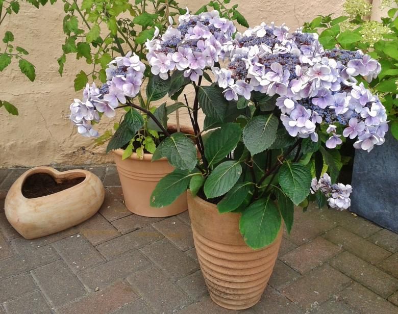Free stock image of Flower Pot created by Pixabay