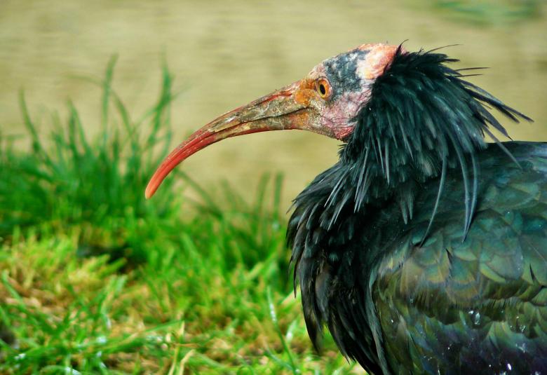 Free stock image of Black Bird created by Pixabay