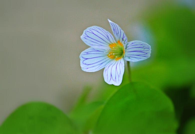Free stock image of Flower created by Pixabay