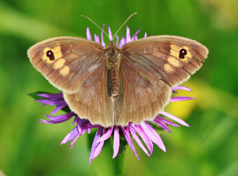 Free stock image of Butterfly on the Flower created by Pixabay