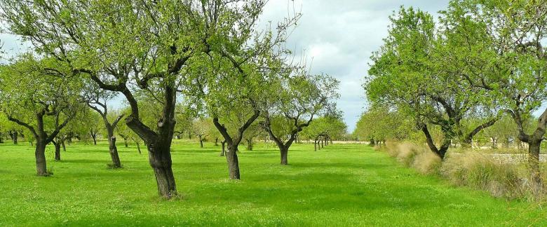 Free stock image of Green created by Pixabay