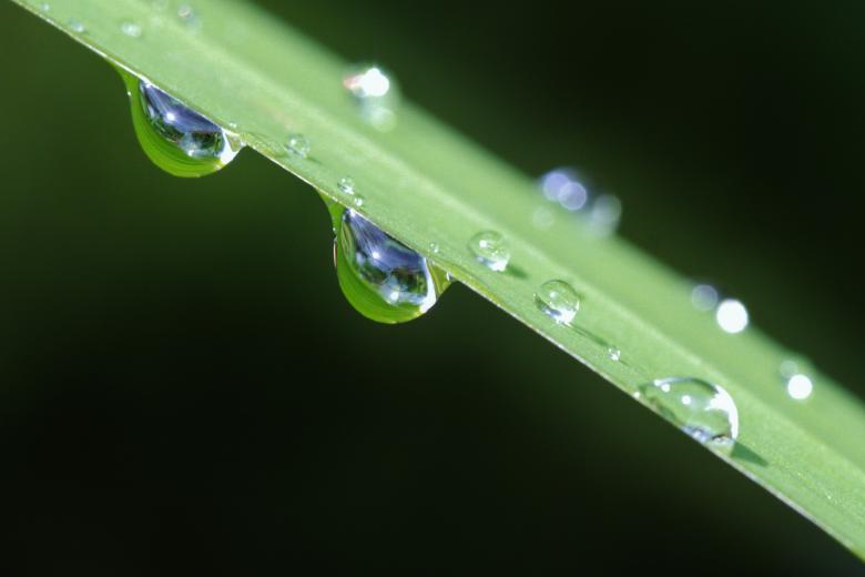 Free stock image of Dew Drops on Green Leaf created by Pixabay