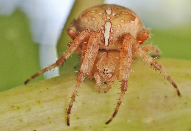 Free stock image of Spider created by Pixabay