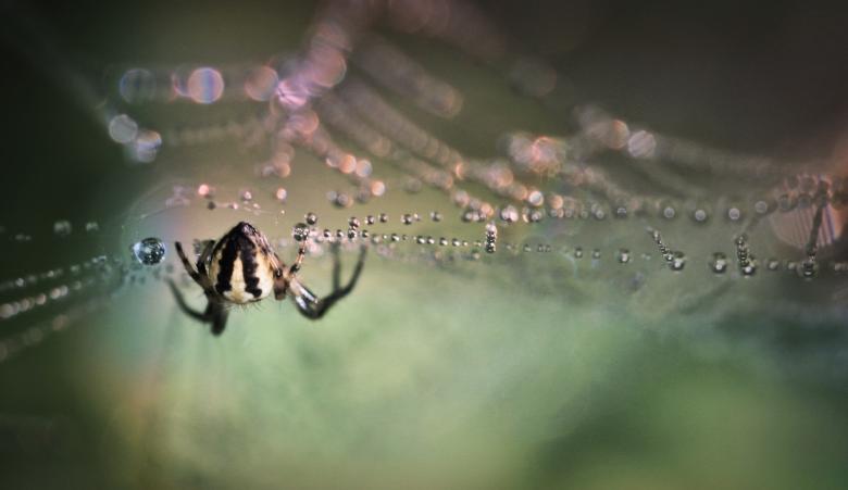 Free stock image of Spider on the Web created by Pixabay
