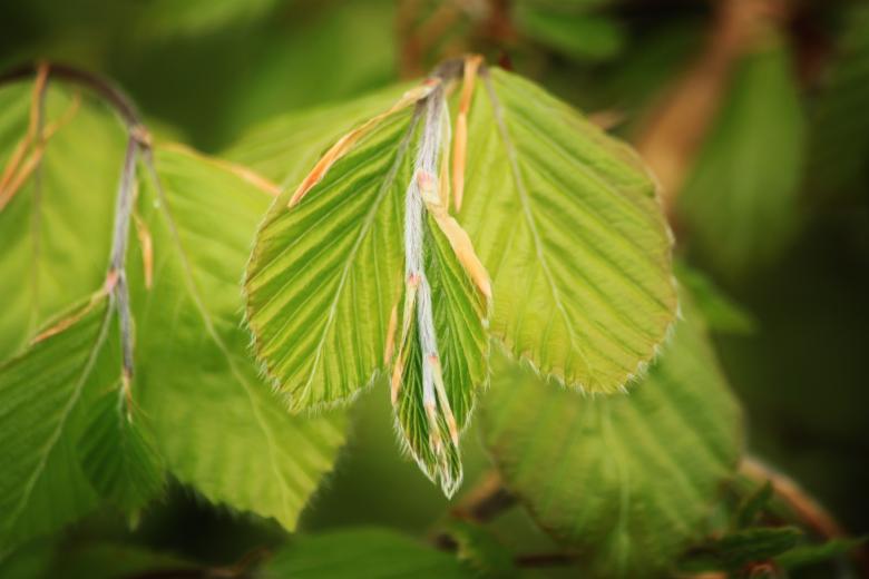 Free stock image of Leaves created by Pixabay