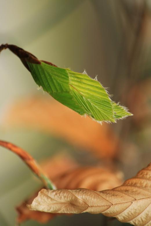 Free stock image of Leaves created by Pixabay