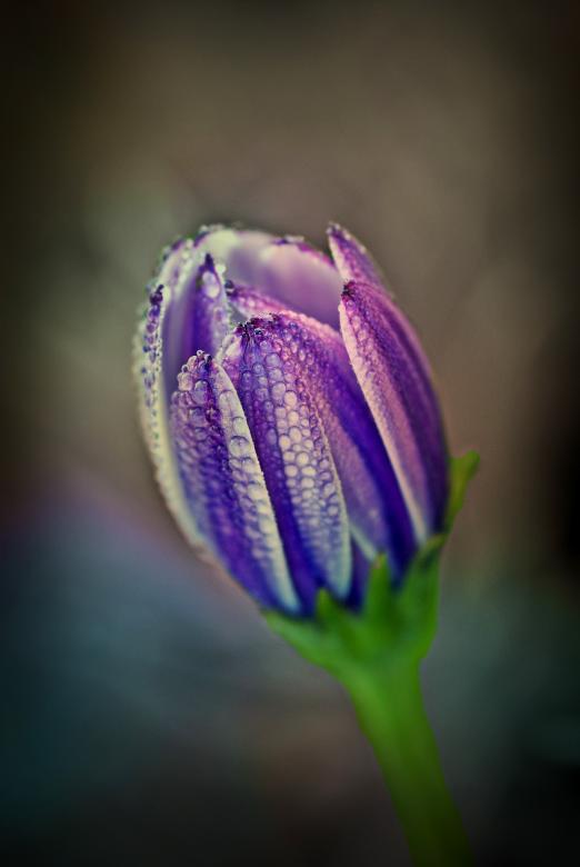 Free stock image of Blooming created by Pixabay
