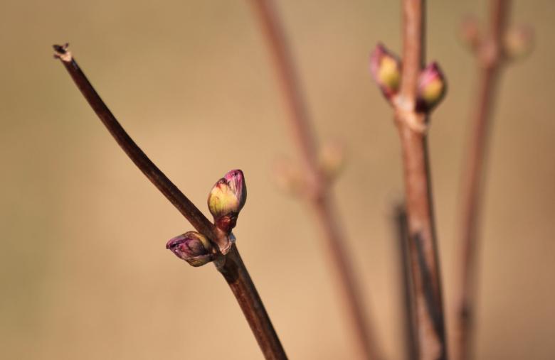 Free stock image of Bud in the Making created by Pixabay