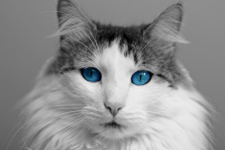 Free stock image of Pet Cat created by Pixabay