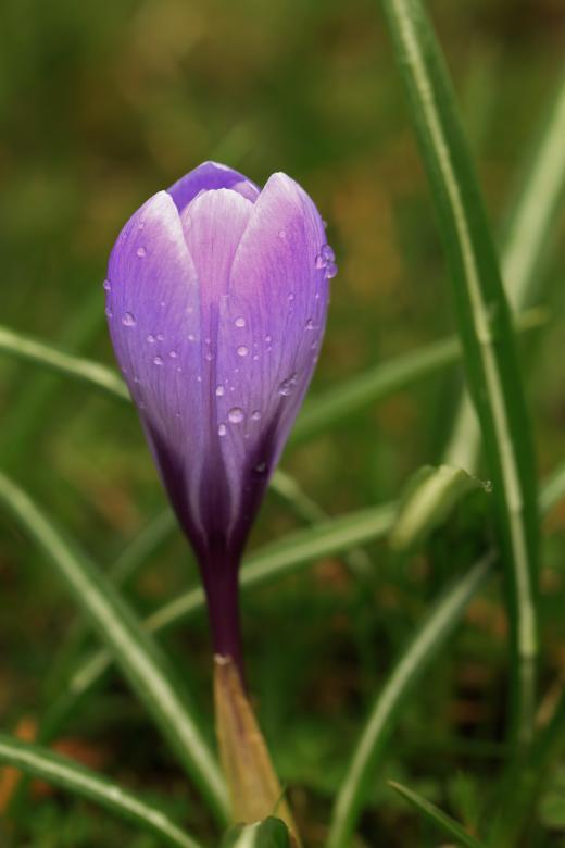 Free stock image of Purple Crocus created by Pixabay