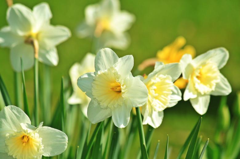 Free stock image of Daffodils in the Garden created by Pixabay