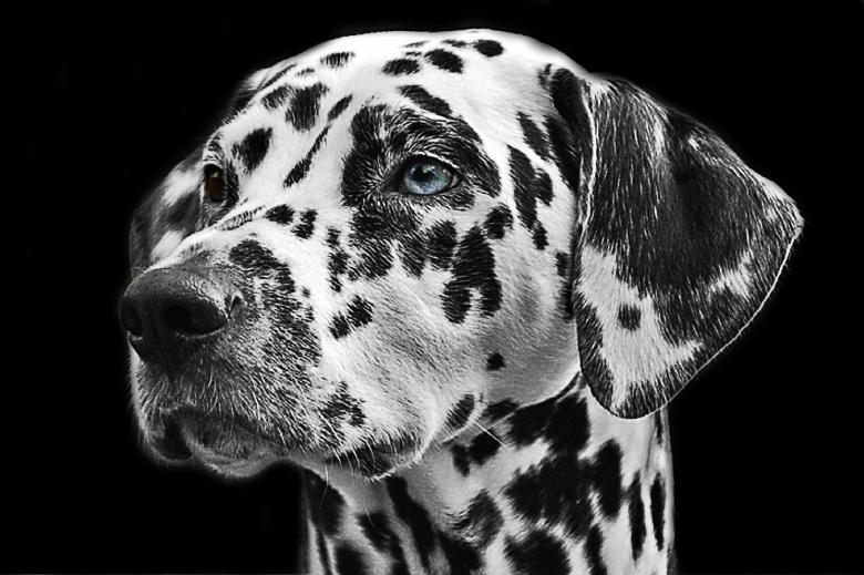 Free stock image of Dalmatians created by Pixabay