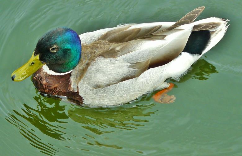 Free stock image of Duck Taking a Swim created by Pixabay