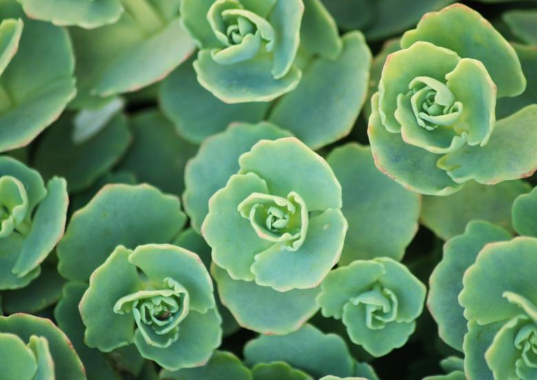 Free stock image of Green created by Pixabay