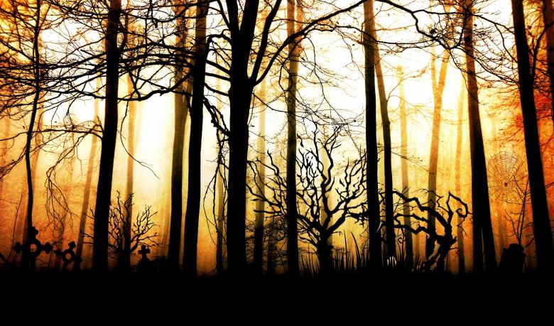 Free stock image of Forest created by Pixabay