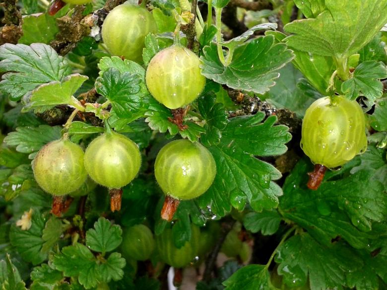 Free stock image of Gooseberries created by Pixabay