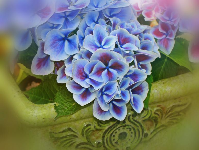 Free stock image of Hydrangea  created by Pixabay