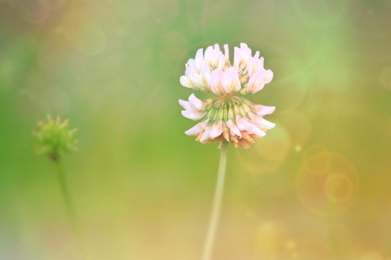 Free stock image of Klee created by Pixabay