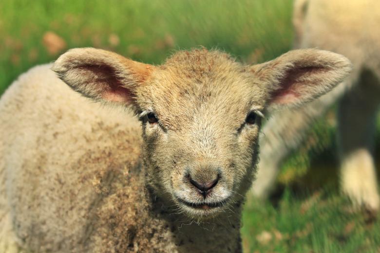Free stock image of Lamb created by Pixabay